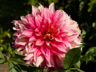 Large pink and white dinnerplate dahlia flower (Dahlia × hortensis) with variegated layered petals blooming in bright sunlight against green garden foliage. © Dan