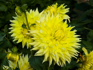 Vibrant yellow cactus Dahlia 'Kennemerland' flowers (Dahlia × hortensis) with spiky pointed petals blooming in bright sunlight with green foliage and buds. © Dan