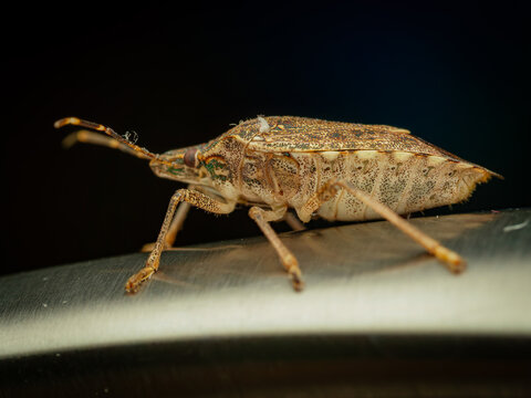 Macro closeup of brown marmorated stink bug in profile on shiny metallic surface showing detailed speckled texture long antennae and legs