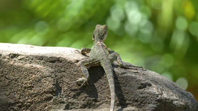 Eastern Water Dragon Basking on a Rock in Australia Zoo