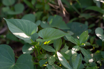 Obraz premium Close up of mixed green leaves growing low to the ground