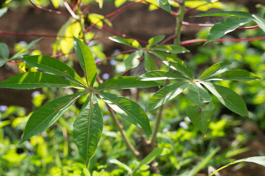 Close up of green cassava leaves on red stems in a field