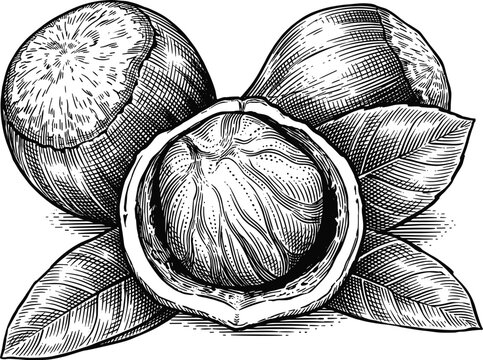 Macadamia nuts engraving with leaves in vintage hand drawn woodcut