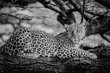 Fototapeta premium Samburu