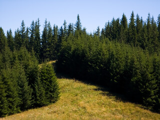 Sunlit grassy alpine meadow surrounded by dense evergreen Norway spruce forest (Picea abies) under a clear blue sky on Ceahlău Massif, Romania. © Dan