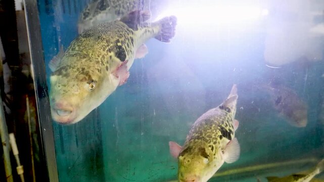 Japanese Puffer Fish Fugu Swimming in a Restaurant Aquarium Tank