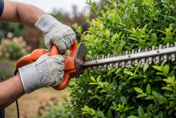 Obraz premium Man in gloves using an electric hedge trimmer to shape a bush