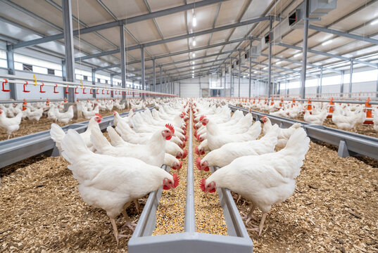 Large flock of white chickens eating from grey feeding troughs inside a modern poultry farm building
