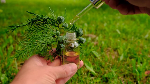 Thuja essential oil and supplements. Selective focus.