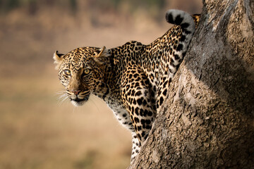 Young leopard © Andrew