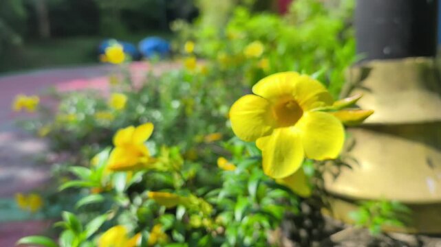 The Golden Trumpet vine displays striking yellow bell-shaped flowers. This Allamanda cathartica thrives in tropical climates. Its glossy green foliage complements the brilliant sun-colored blooms.
