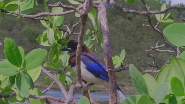 Handheld shot of curl crested jay (Cyanocorax cristatellus) perched on branch among green leaves in chapada dos veadeiros, showing slight motion, vivid blue plumage and natural cerrado habitat