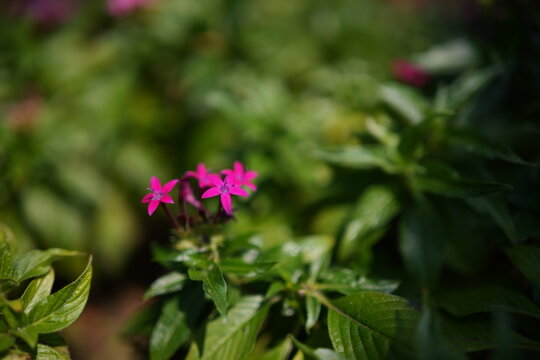 The pentas are in full bloom