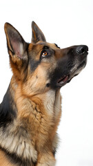 Fototapeta premium Portrait of a German shepherd dog looking upward