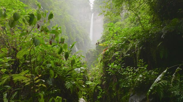 Beautiful tropical waterfall deep in lush green rainforest of Costa Rica, surrounded by dense jungle vegetation and misty atmosphere in untouched natural landscape.