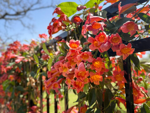 Beautiful Crossvine (Bignonia capreolata) vine plant blooming in early spring garden