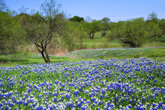 Beautiful field of Texas Bluebonnet wildflowers blooming in the springtime
