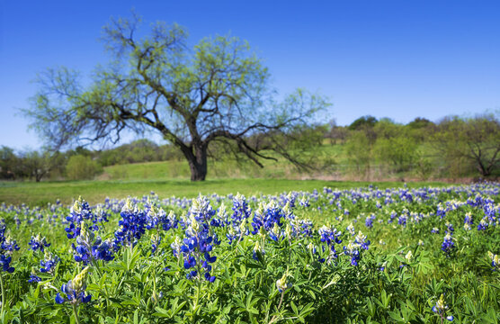 Beautiful Texas Bluebonnets blooming on the meadow in the springtime. A big tree and blue sky background.  