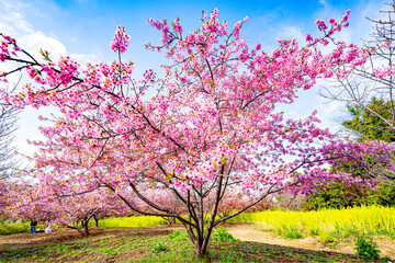 Fototapeta premium 日出町の河津桜 