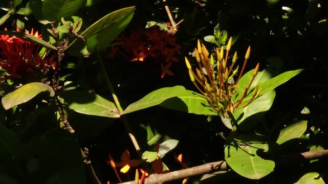 lxora coccinea flower