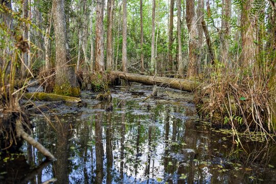 Natural swamp forest with calm dark water and tree reflections