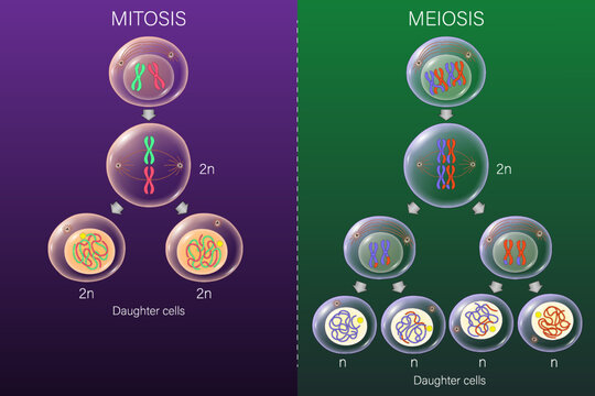 Mitosis and Meiosis vector. Cell division. Prophase, Metaphase, Anaphase, and Telophase. Biology science.