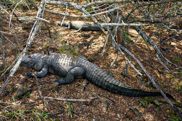 Fototapeta premium American alligator lying on dry ground in natural forest habitat