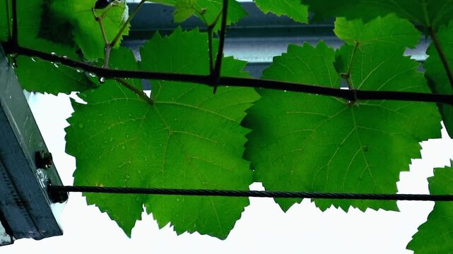 Grapes and afternoon rain. Grapes thrive in hot to cool climates with low rainfall or long dry seasons. They require full sun.