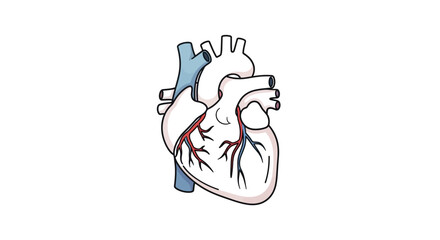 Fototapeta premium Anatomical Illustration of a Human Heart with Detailed Vessels and Arteries Representing Health and Medicine