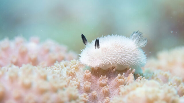 fluffy sea bunny jorunna parva macrosoftcoral