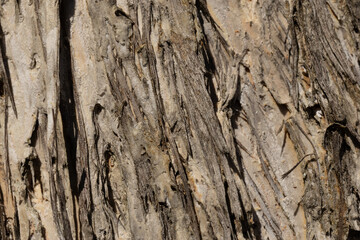 Obraz premium Tree bark texture with lichen natural pattern background