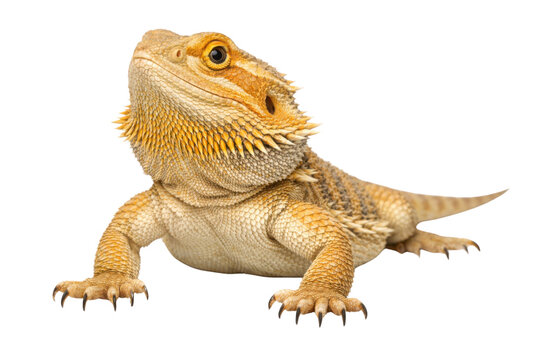Bearded dragon lizard on white background, exotic pet pogona vitticeps with yellow and orange scales, central bearded dragon reptile portrait