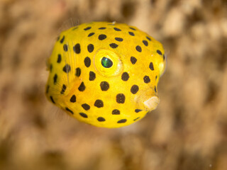 ミナミハコフグ, ハコフグ科, ハコフグ, ハコフグ科, 幼魚yg,  （英名学名：Yellow Boxfish, Ostracion cubicus, Boxfish, Ostracion immaculatus,） 他。 ヒリゾ浜南伊豆町中木 静岡県伊豆半島-2025 日本有数のシュノーケリングスポット。 夏の数カ月間だけ渡し船で行ける。 水質透明度魚影が素晴らしい。  © d3_plus