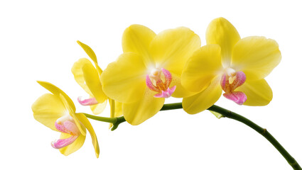 Vibrant yellow orchid blooms with delicate pink accents, gracefully curving stem isolated on transparent background for floral designs and branding © Bogdan