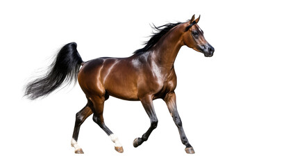 Elegant Arabian horse with flowing black mane and tail gracefully galloping forward, isolated on transparent background for equestrian designs
