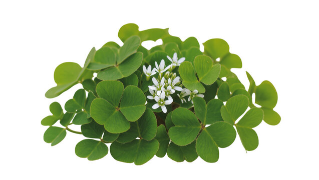 Vibrant cluster of lush green clover leaves with delicate small white flowers, isolated on transparent background for St Patrick s Day designs