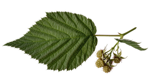 Vibrant green raspberry leaf with serrated edges displaying unripe berries on a slender stem, isolated on transparent background for botanical designs