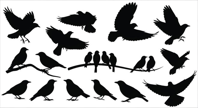 Adobe Illustrator Artwork