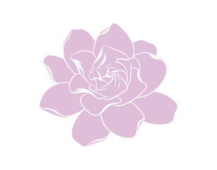 Fototapeta premium Artistic vector design featuring a gardenia jasmine flower for indoor decor.