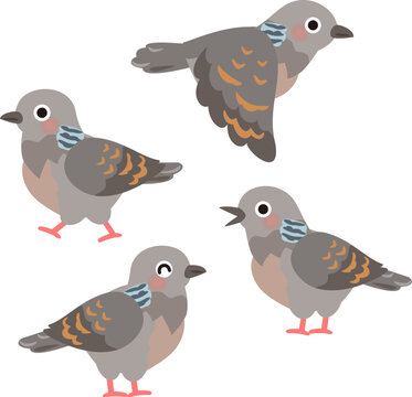 キジバトのイラストセット