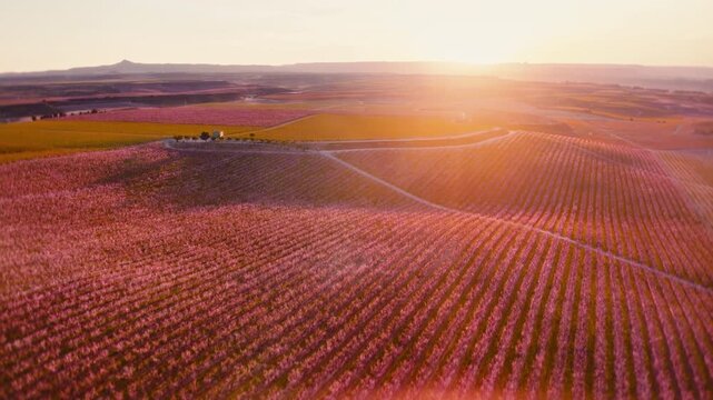 Golden hour over blooming peach orchard rows with vibrant pink blossoms, captured in smooth 4K aerial drone motion, revealing scenic farmland patterns, tranquil countryside, and spring beauty.