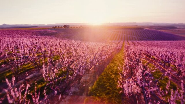 Epic magic hour illuminates rows of vibrant pink peach blossoms in a serene countryside landscape, captured in smooth aerial drone, agriculture patterns, nature beauty, tranquil horizon.