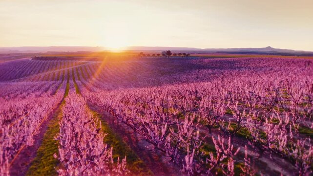 Golden hour illuminates rows of vibrant pink peach blossoms in serene countryside landscape, captured in smooth 4K aerial drone, showcasing agriculture patterns, nature beauty, tranquil horizon.