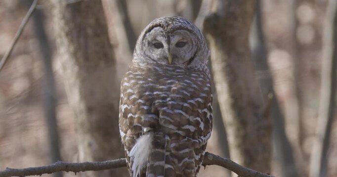 A barred owl perches on a branch in a winter woodland, its mottled feathers blending with the bare trunks as it scans the surroundings.