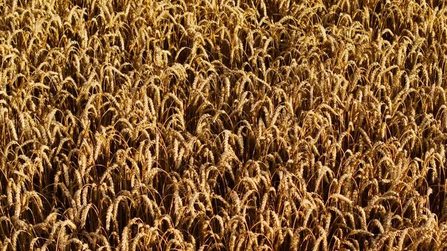 Sliding camera over golden wheat field in Lithuania creating rich texture view