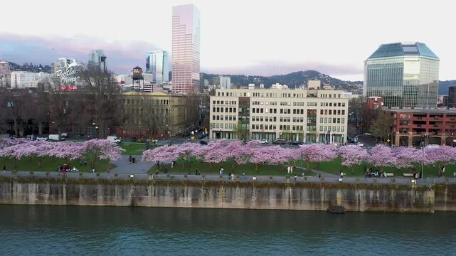 4K aerial drone view of cherry blossom sakura trees in downtown Portland Oregon USA along Willamette River with Steel Bridge and Burnside Bridge and city skyline in sunrise light. Spring urban scene.