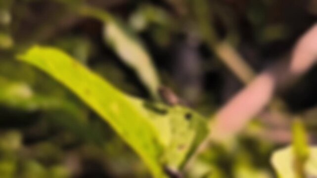 A video showcasing a small green frog sitting on a leaf in a lush natural environment