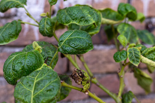 Curled Leaves with Insects of Tomato Tree (Tamarillo)