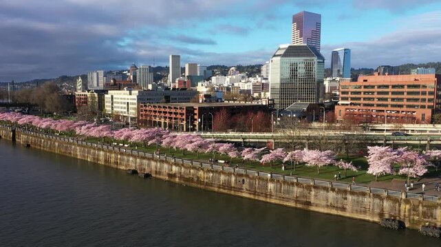 4K aerial drone view of cherry blossom sakura trees in downtown Portland Oregon USA along Willamette River with Steel Bridge and Burnside Bridge and city skyline in sunrise light. Spring urban scene.