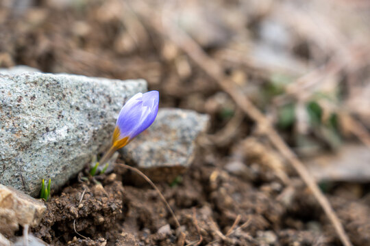 Small Crocus Bud Growing Under Rock in Early Spring, Concept of Survival and Resilience, Shallow Depth of Field.